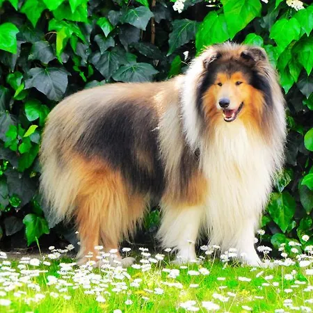 Aparthotel Ranieri 4*