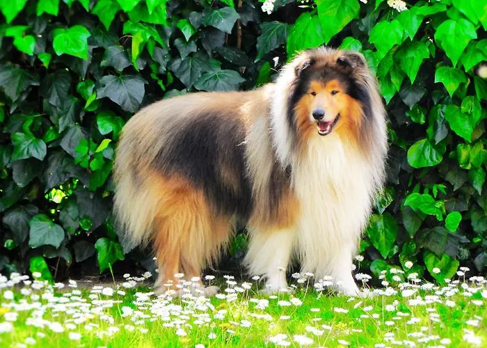 Aparthotel Ranieri 4*